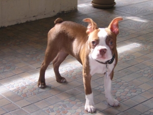 red boston terrier